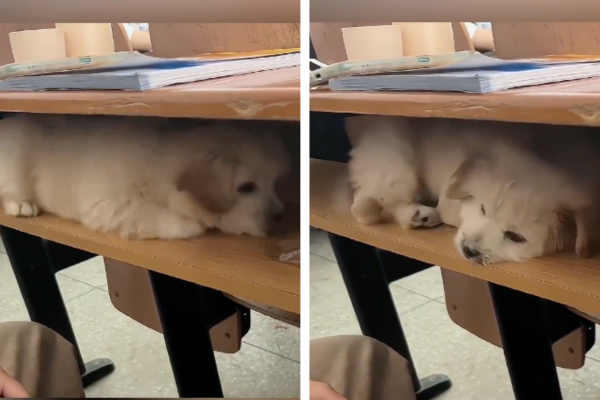 小狗躲在抽屜裡陪主人上課的畫面融化不少網友。圖/翻攝自微博