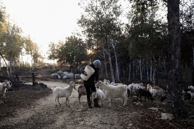 今年稍早遭野火重創的智利南部城市聖胡阿納（SantaJuana），當地人有一個由山羊組成的特遣隊，來協助撲滅大火。 路透社