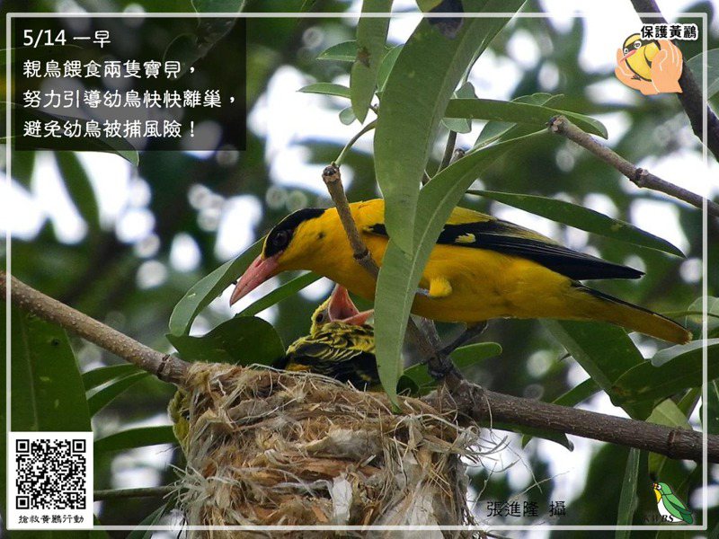 高市野鳥學會發起保護黃鸝行動，黃鸝親鳥餵食兩隻雛鳥姿態相當可愛。圖／取自黃鸝保育行動粉絲團