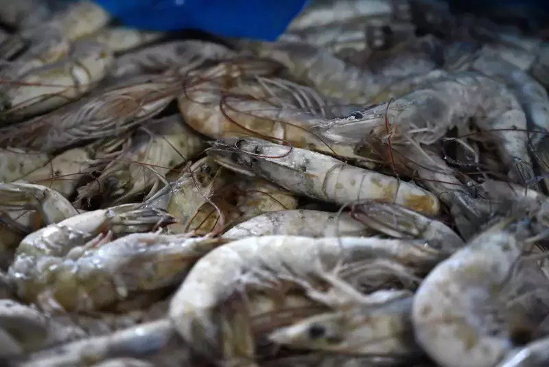 台灣是宏都拉斯蝦類產品的最大出口市場，在宏都拉斯的太平洋沿岸，養蝦業成千上萬名員工擔心未來生計會因為政府決定與台灣斷交而受波及。Getty Images