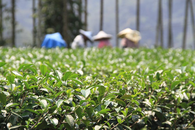 南投是國內最大茶葉產區，面積、產量均居全台之冠。圖／本報資料照