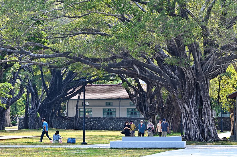 園區內歷經歲月的老樹群，提供民眾乘涼休憩空間。 圖／Carter攝影