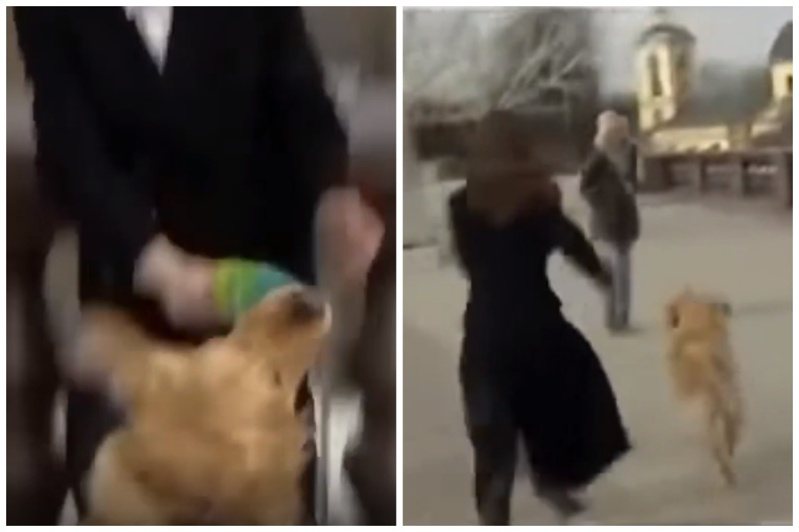 黃金獵犬搶奪記者的麥克風。圖取自reddit