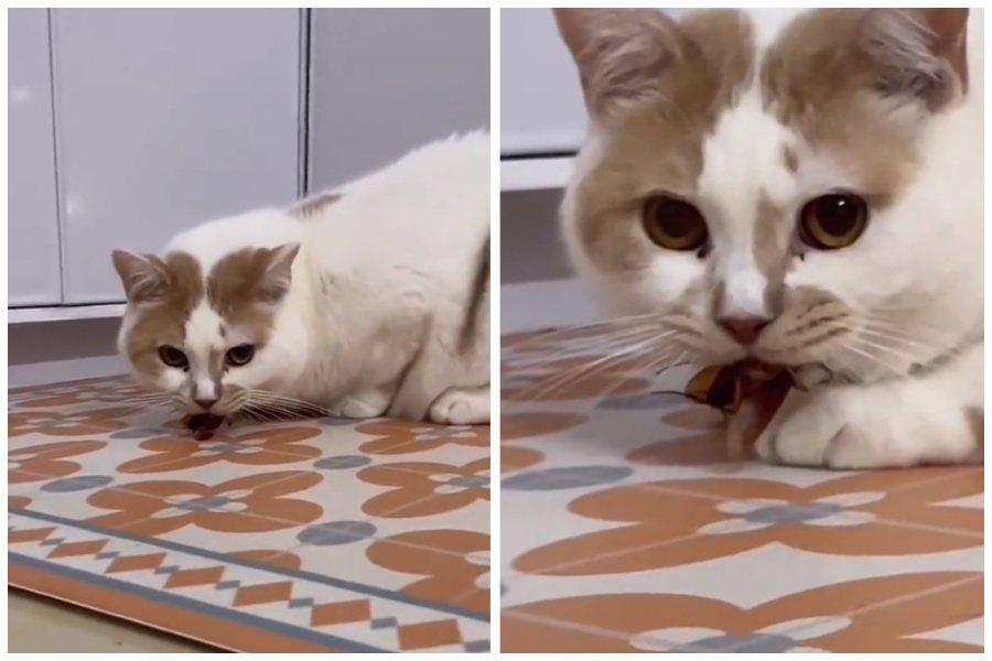 貓咪在家抓住一隻活生生的蟑螂咬在嘴中，讓飼主超級崩潰。圖取自臉書
