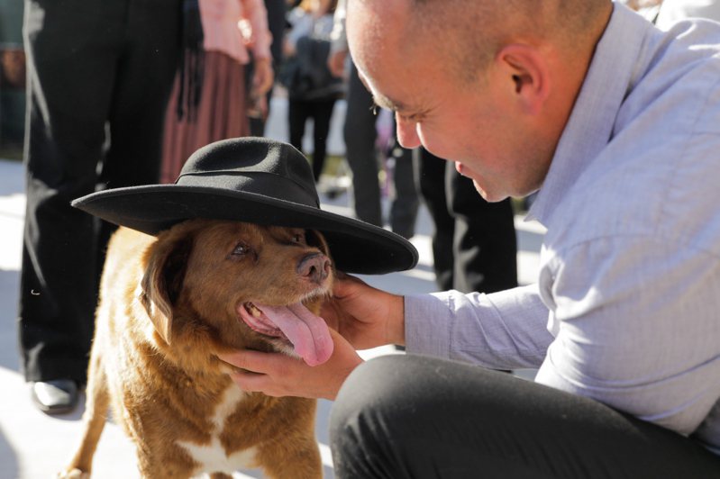 高齡31歲的純種阿蘭多獒犬「波比」和主人柯斯塔居住在葡萄牙凱魯斯。歐新社