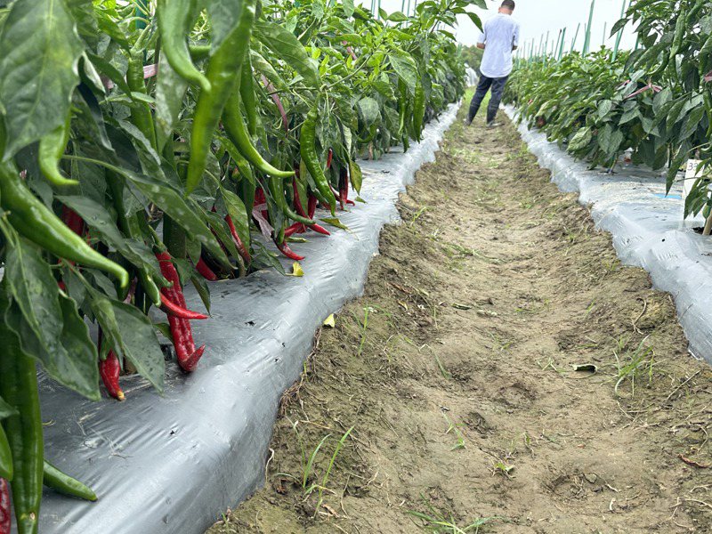 亞蔬展示新開發耐熱抗病高產量辣椒、番椒與番茄新品種。記者周宗禎／攝影