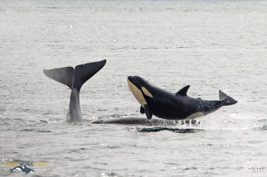 一群棲息在加拿大西部外海的殺人鯨一家四口正在狩獵兩隻海豚，虎鯨寶寶第一次狩獵大成功，看到獵物順利入袋的時候開心的自己整隻彈出水面。 (圖/取自臉書粉專「Eagle Wing Whale Watching Tours」)