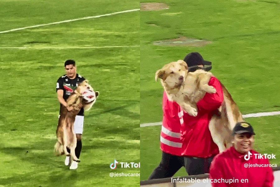 狗狗衝進比賽場地咬住足球，最後仍不敵人類被帶出場外。圖擷自Tiktok/@jeshucaroca