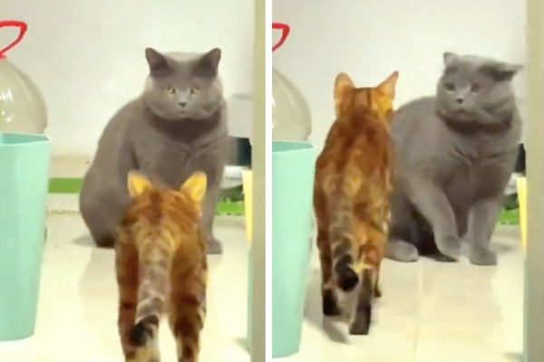 網友們被影片中英短貓被嚇到的表情給逗樂。圖/翻攝自微博