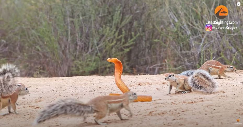 一隻劇毒黃金眼鏡蛇闖進地松鼠的巢穴內想要吃小松鼠填飽肚子，殊不知地松鼠爸媽立刻叫上親戚團團包圍這隻眼鏡蛇。 (圖/取自影片)