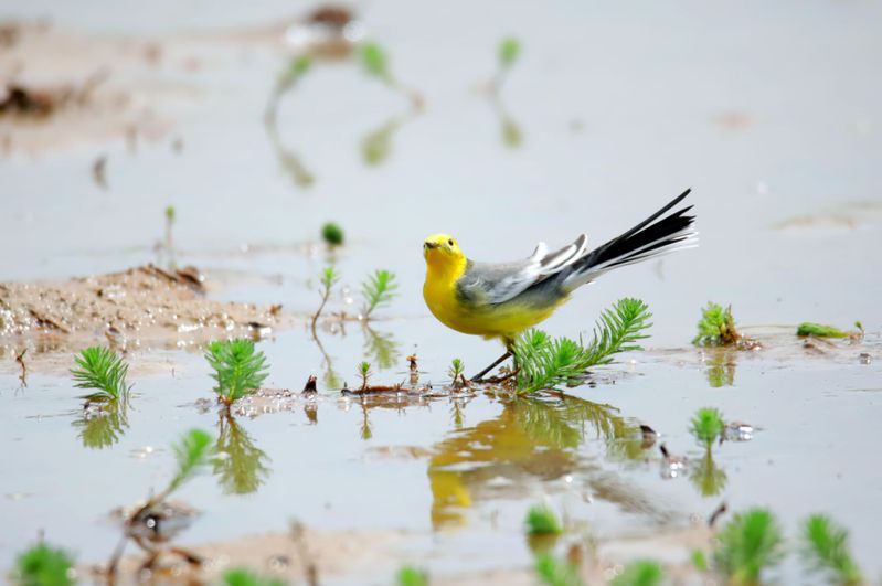 貢寮田寮洋地區紀錄到的鳥種高達354種，圖為黃頭黃鶺鴒。圖／新北農業局提供、王林生攝影