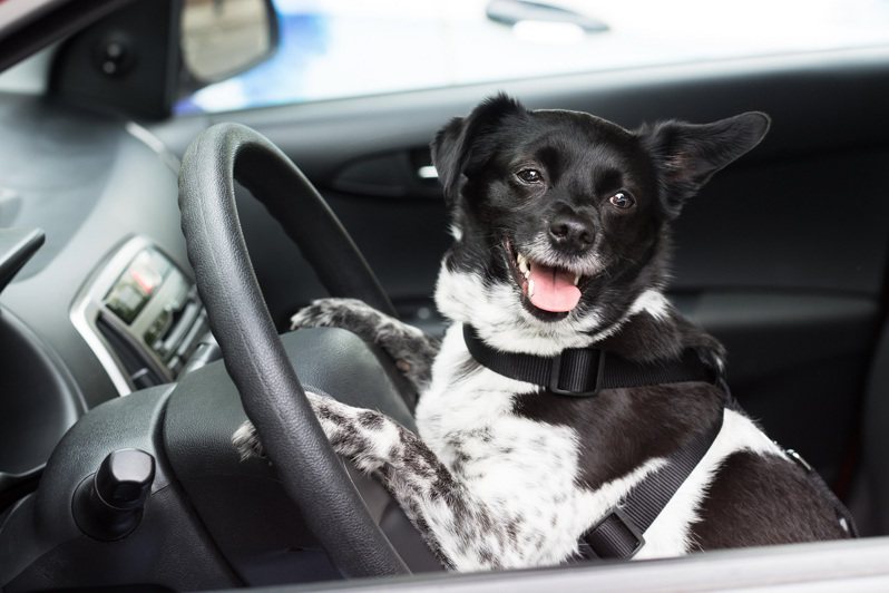 美國科羅拉多州一名超速的駕駛被警方攔下後，試圖跟他放在乘客座位的狗交換位置以避免被捕。示意圖。路透 / Alamy / Andriy Popov
