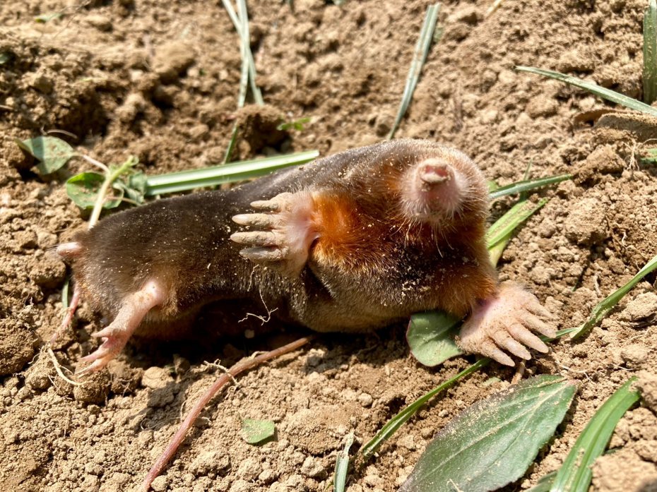 台南市新化農民黃瑞泰在自家農地發現台灣土撥鼠，可惜已經僵硬死亡，但距他上次看到已是3、40年前，直呼友善農耕終於看到成果。圖／黃瑞泰提供