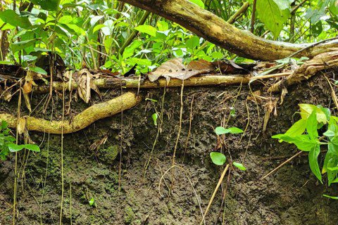 研究顯示，即便只是加入部分亞馬遜黑土，對樹木生長還是大有益處。 圖片來源：Luí...