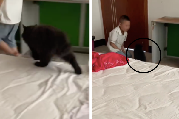 有網友拍下弟弟捉弄貓咪，結果被狂追到跪地道歉。圖/翻攝自微博