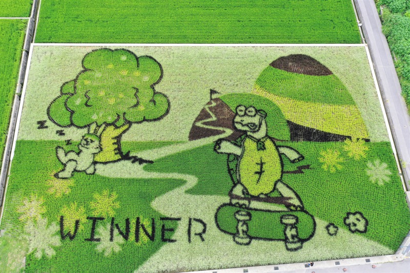 苗栗苑裡今年以稻田彩繪呈現寓言故事「龜兔賽跑」，Q版烏龜腳踩滑板，對比瞌睡兔，模樣逗趣。圖／苗栗縣苑裡鎮農會提供