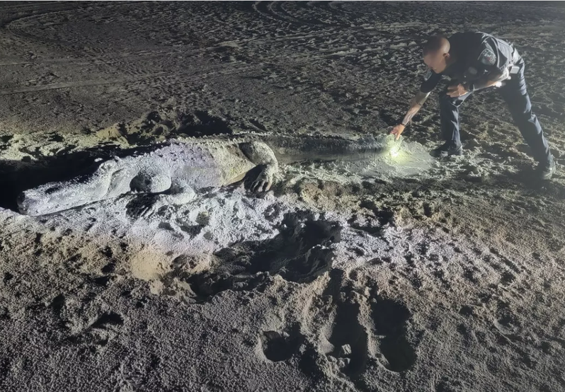 警方巡邏在沙灘發現一隻「鱷魚」。圖取自臉書