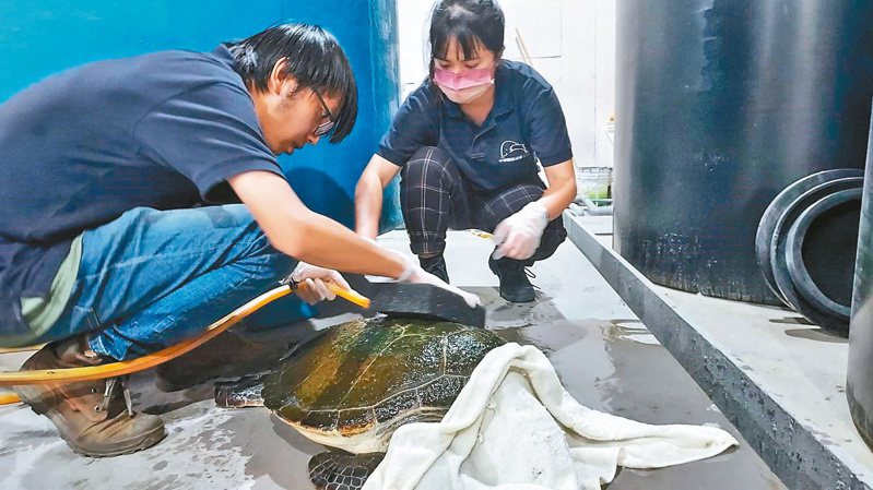 新北市動保處會同警方查扣被人飼養的綠蠵龜，委由中華鯨豚協會人員安置，並刷洗綠蠵龜身上的青苔。圖／新北動保處提供