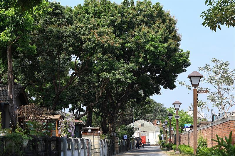 芒果樹隨著荷蘭人的足跡落地台灣已久，成為今日台灣易見的鄉間景觀。