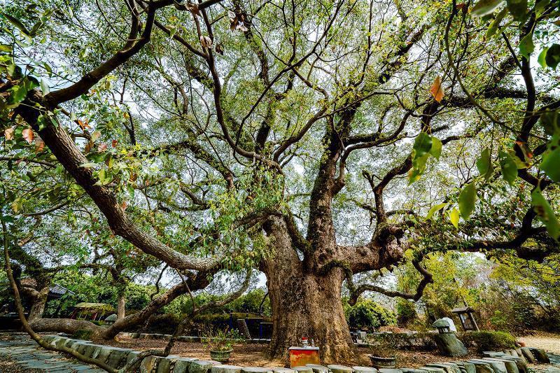 南投草屯坪頂里的七股神木，據縣府調查樹齡約逾600年，其中有ㄧ枝樹幹彎下著地生根，尤為特別。 (林旻萱攝)