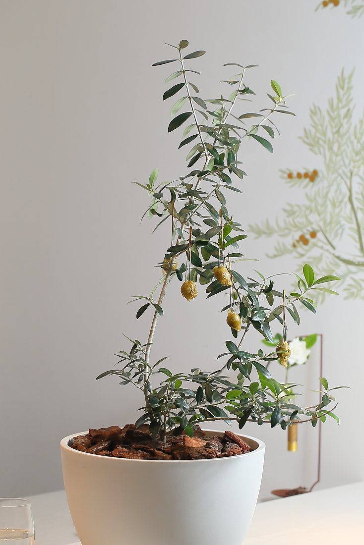 懸掛在橄欖樹上的「橄欖糖」是akeruE Dessert的招牌開場。記者陳睿中／攝影
