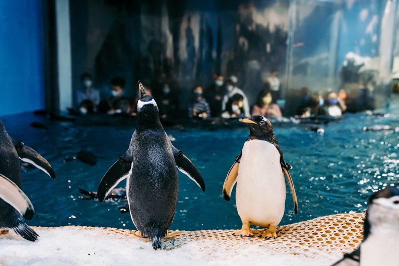 屏東海生館日前迎來年度盛事，替館內可愛呆萌的企鵝們進行全員健檢。圖／屏東海生館提供