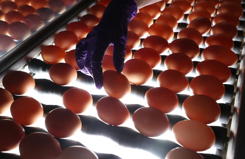 蛋農呼籲，解決蛋荒不能只靠進口雞蛋，農委會應該要把眼光放遠。圖為雞蛋從雞舍輸送到分裝場，經由人工挑選及照光方式挑出瑕疵蛋。記者杜建重／攝影
