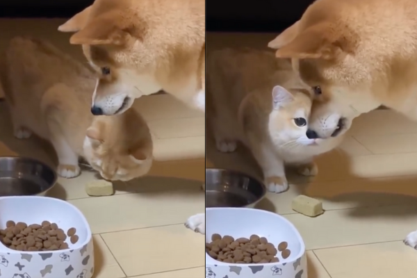 柴犬發出「低沉引擎聲」，想要阻止貓咪偷吃自己的零食。圖/翻攝自微博