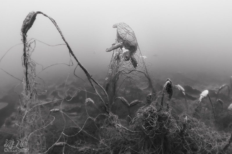 海龜纏繞刺網影像。圖／海人視界京太郎提供