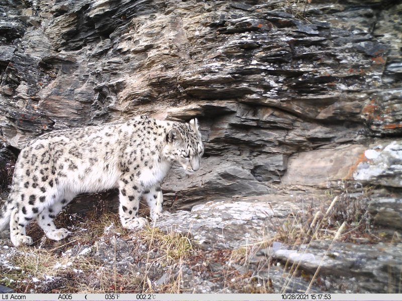 雪豹是亞洲高山高原地區最具代表性的物種，圖為2021年10月28日在西藏丁青縣境內由紅外相機拍攝到的雪豹活動影像。（中新社）