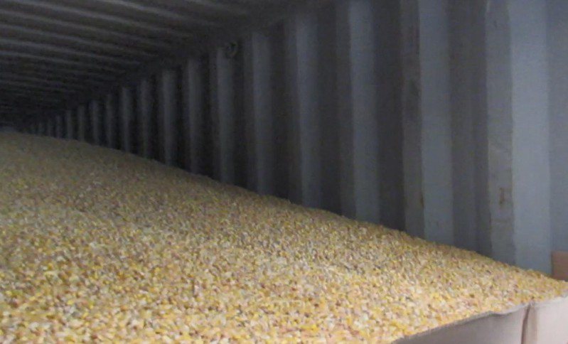 美國出口「玉米 (供食品用途)(YELLOW CORN)」檢出真菌毒素含量不符規定。圖／食藥署提供