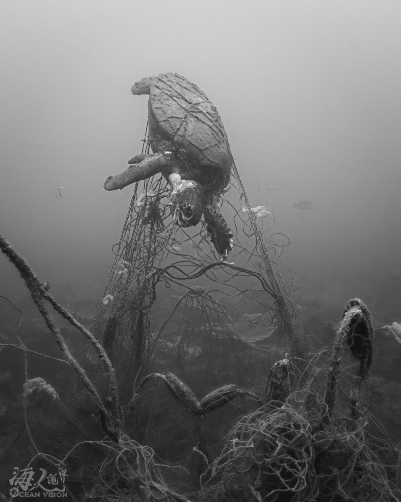 海龜纏繞刺網影像。圖／海人視界京太郎提供