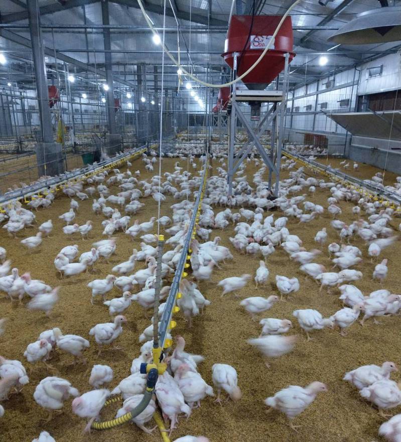 鼓勵養禽產業規畫升級，南市府農業局籲業者把握本月底期限前踴躍申請。圖 ／農業局提供