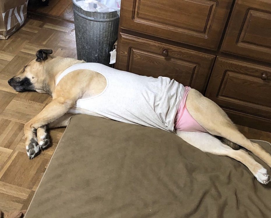 一隻黃色大狗慵懶的躺在地上睡覺，身上卻穿著跟中年大叔一樣的白色吊嘎跟粉紅色內褲，非常隨興的模樣吸引不少網友的關注。 (圖/取自推特)