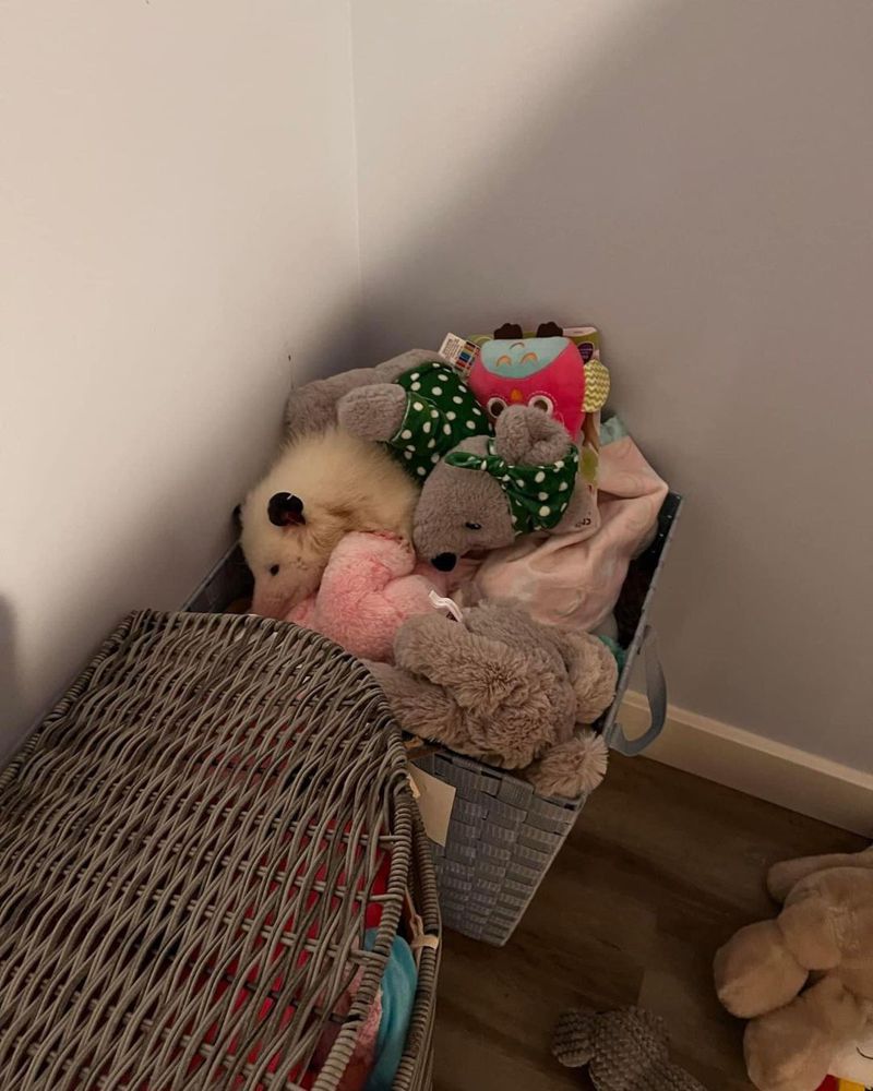 一只裝著絨毛玩具的玩具盒裡面有好幾隻娃娃，但其中有一隻竟然不是娃娃，而是靠著裝成娃娃逃過一劫的負鼠。 (圖/取自IG)