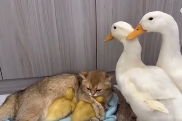 兩隻成鴨緊緊盯著貓咪懷中抱著的小鴨。圖/翻攝自微博