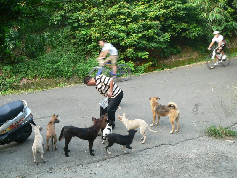 彰化縣八卦山區139線沿線有許多流浪犬，並常有人餵食，危及機車、自行車騎士安全。本報資料照片
