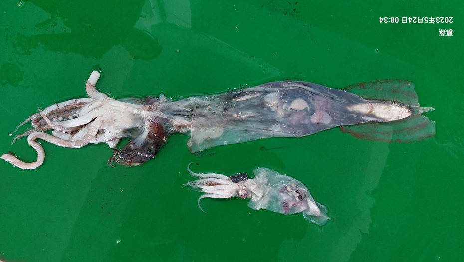 東石魚市場驚見透明生物，體長約60公分，漁民紛喊沒見過。圖／吳純裕提供
