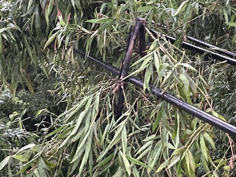 桃園新屋、楊梅地區受風雨影響，導致樹竹影響到線路停電。圖／台電提供