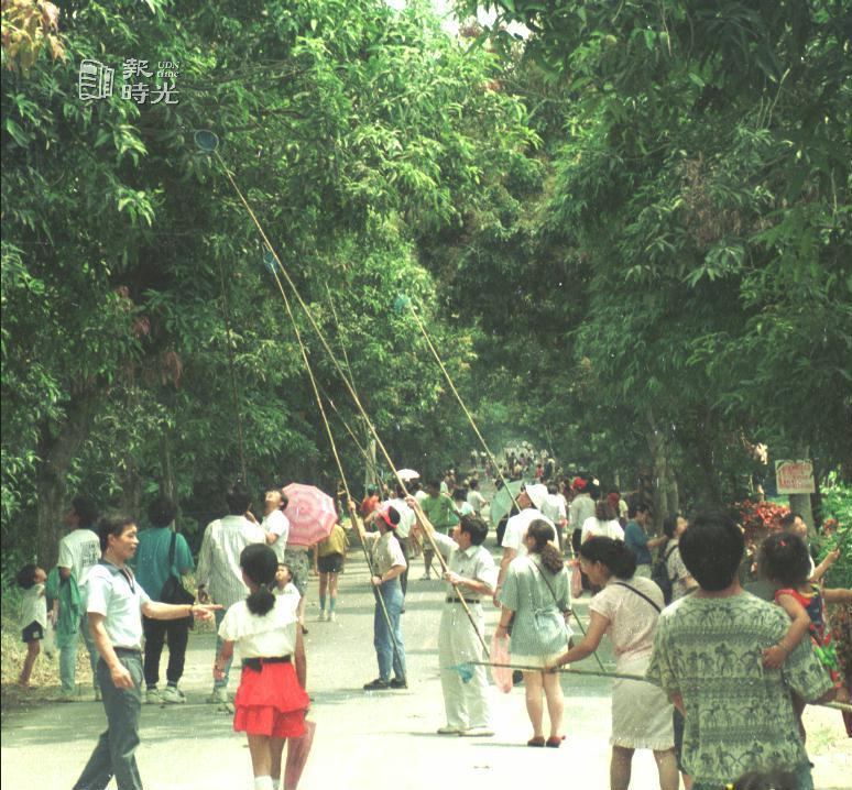 民眾在走馬瀨農場體驗採收土芒果的樂趣。圖／聯合報系資料照（2003/5/30 陳慧明攝影）