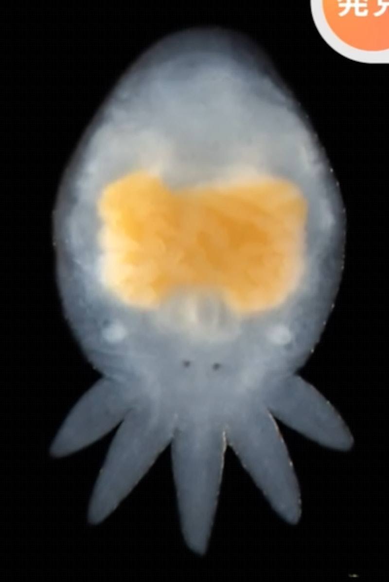 山太郎寄生角蟲看起來像章魚小香腸。（TBS NEWS截圖）