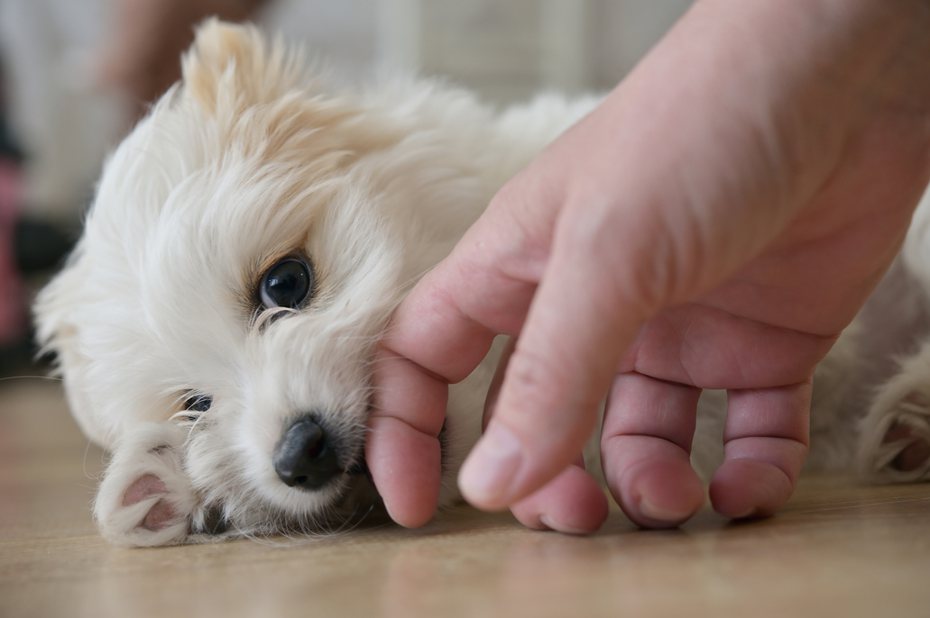 幼犬咬手示意圖，ingimage