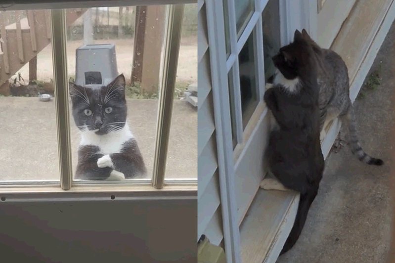 黑白貓守在大門的玻璃窗前，看起來就像是在吧檯等待點餐的客人。圖擷自Tiktok/@ellanajarvis