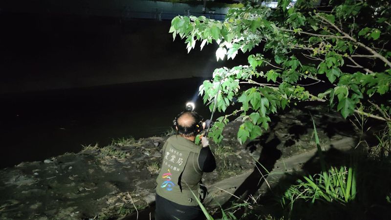 高市农业局委外团队24日晚间，在大寮区的会结地区捕捉绿鬣蜥。图／农业局提供