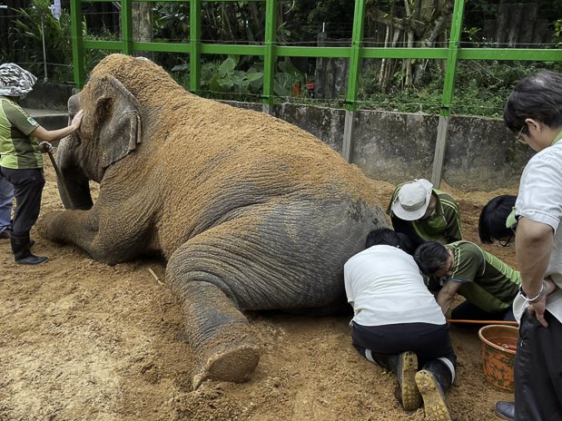 在大象鎮靜或保定下，獸醫師徒手深入大象肛門進行藥物治療。圖／台北市立動物園提供