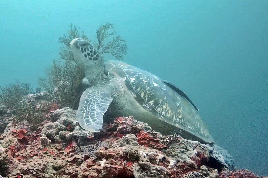 海底水下攝影機，近期拍到一大一小的海龜，把頭靠在海扇上磨蹭，看起來就像在抓癢一般畫面，十分珍貴有趣。圖／海科館提供
