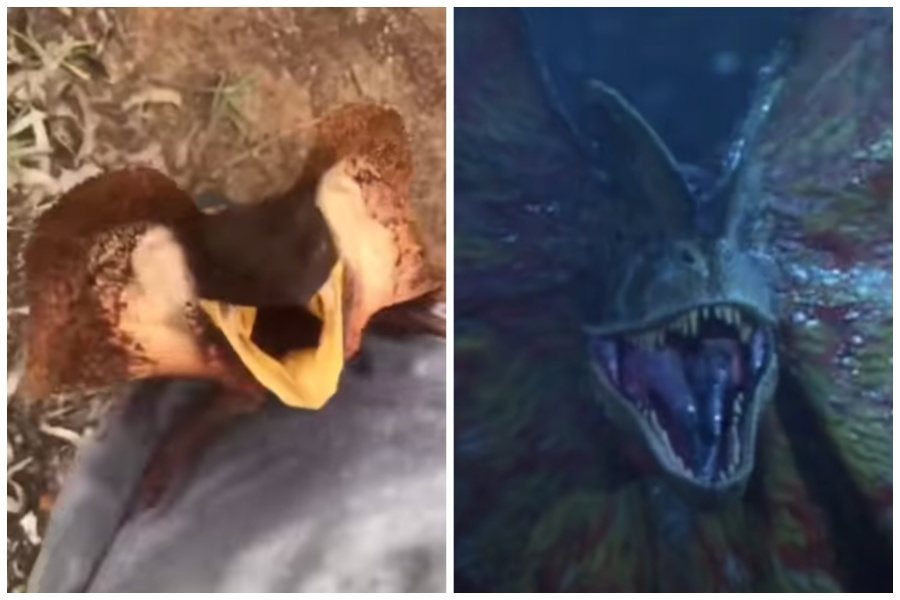 摺傘蜥張開頸膜（左），在侏儸紀公園電影中雙冠龍也有類似的動作。圖取自臉書、YouTube