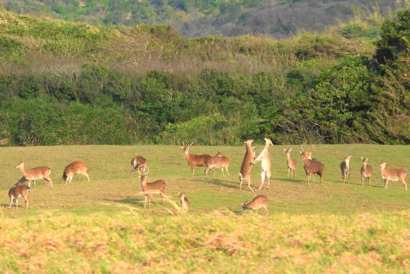 墾丁梅花鹿復育30年來已繁衍到近2000隻，近年鹿與人、生態系的衝突不斷。圖／報系資料照