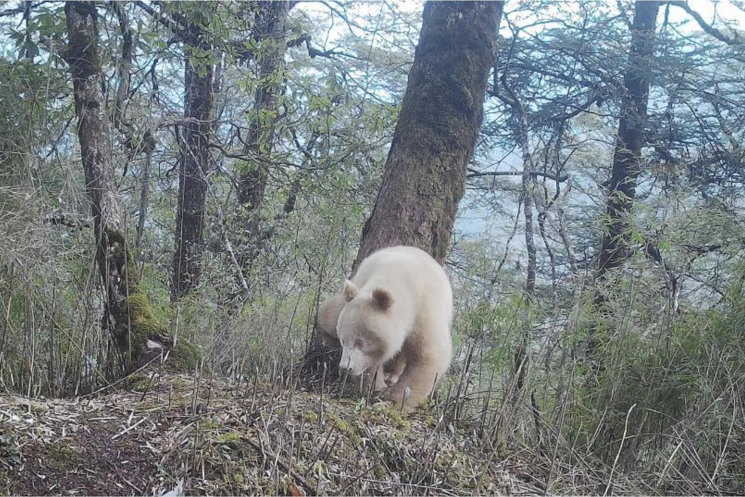 大陸四川臥龍國家級自然保護區管理局近日首度公布全球唯一的白色貓熊正面照。（取自中...