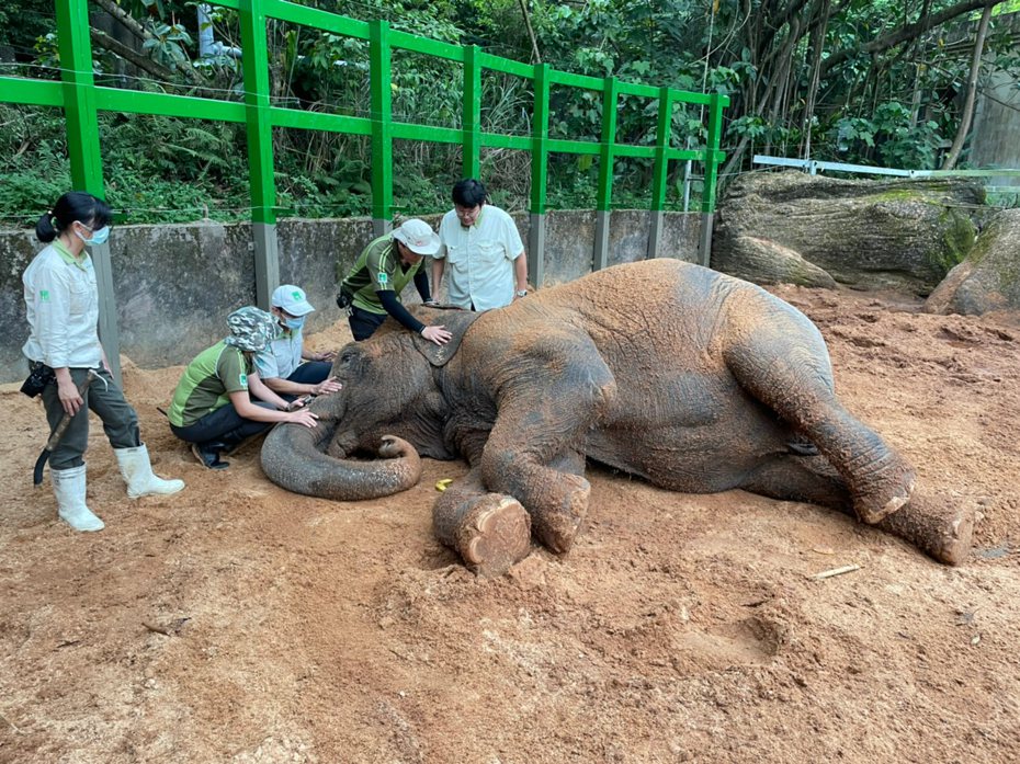 2021年，亞洲象「友愷」身體不適，獸醫師先為牠打微量鎮定劑，再由保育員一邊安撫其情緒。圖／台北市立動物園提供